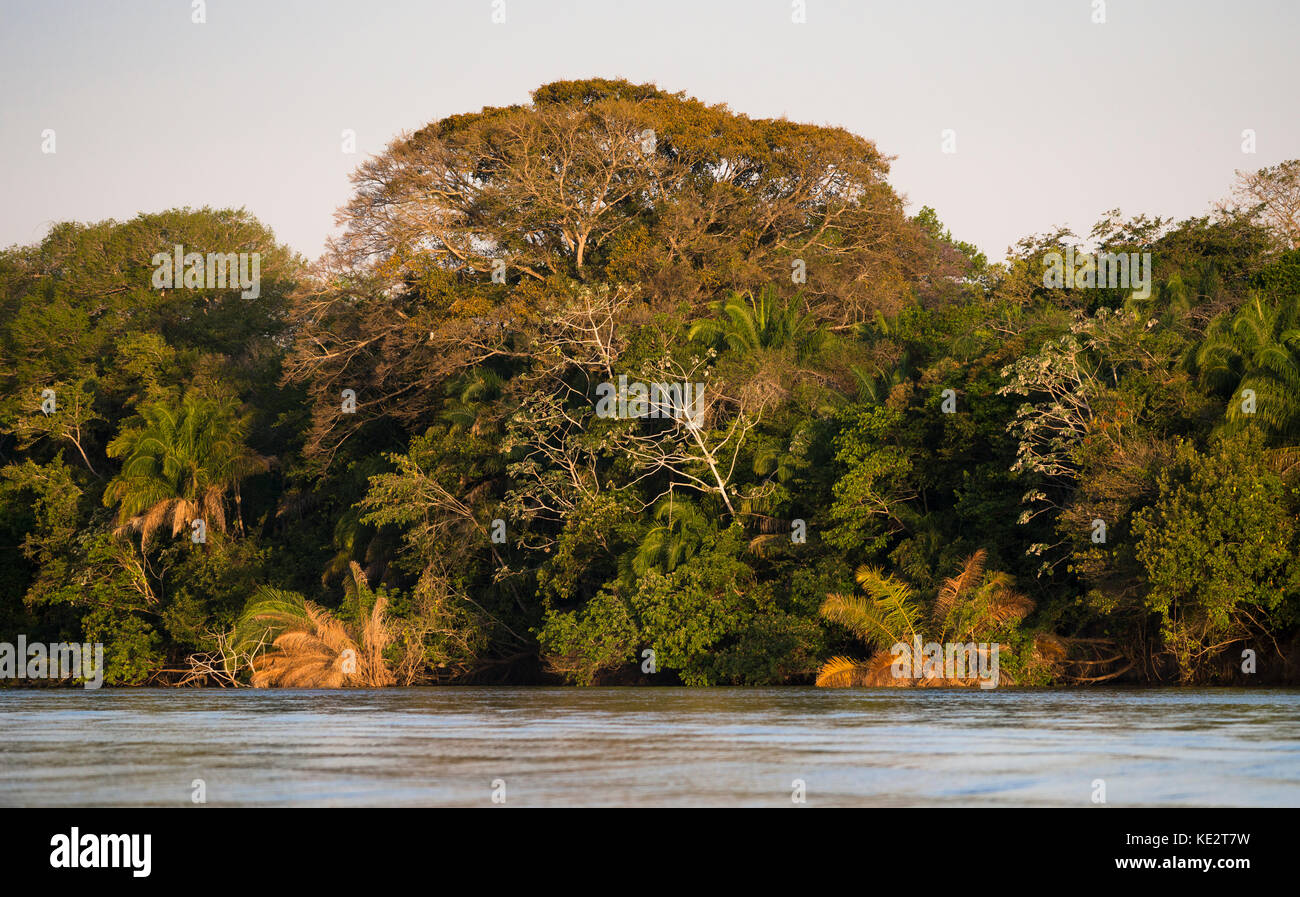 Gallery forest bordering the Piquiri River in North Pantanal, Brazil Stock Photo