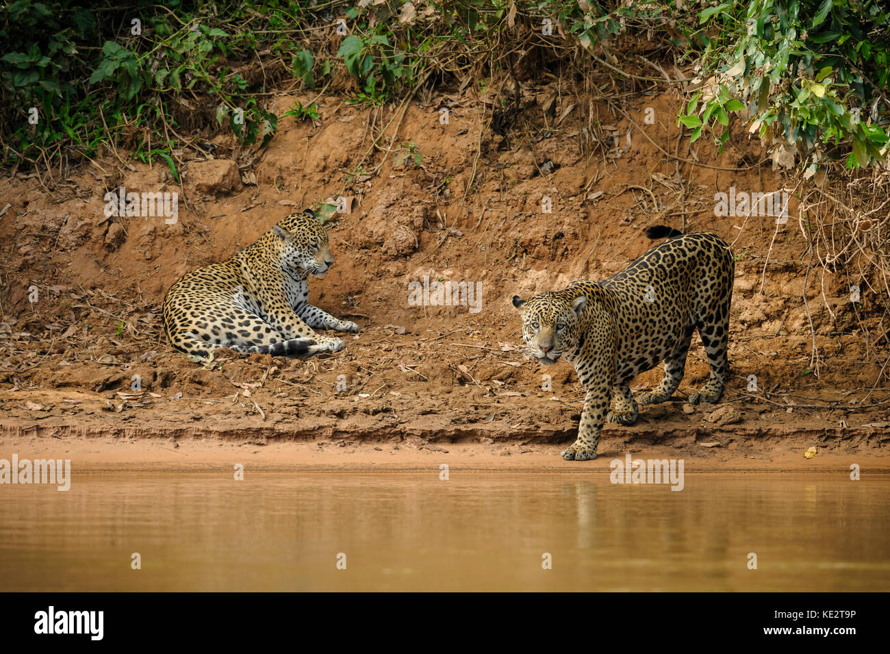 A mating Jaguar pair in the Pantanal, Brazil Stock Photo