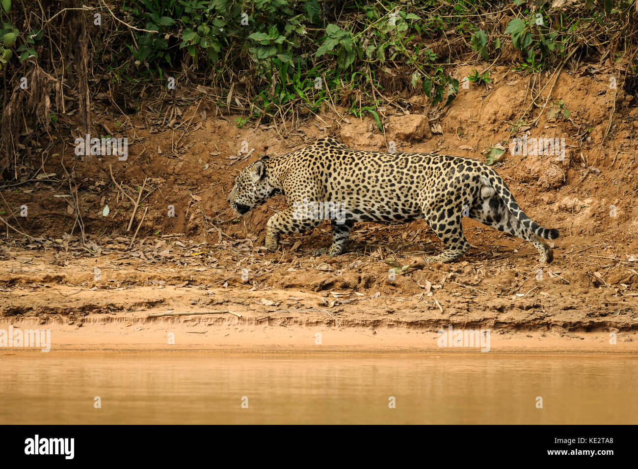 A Jaguar stalks a prey in the Pantanal, Brazil Stock Photo