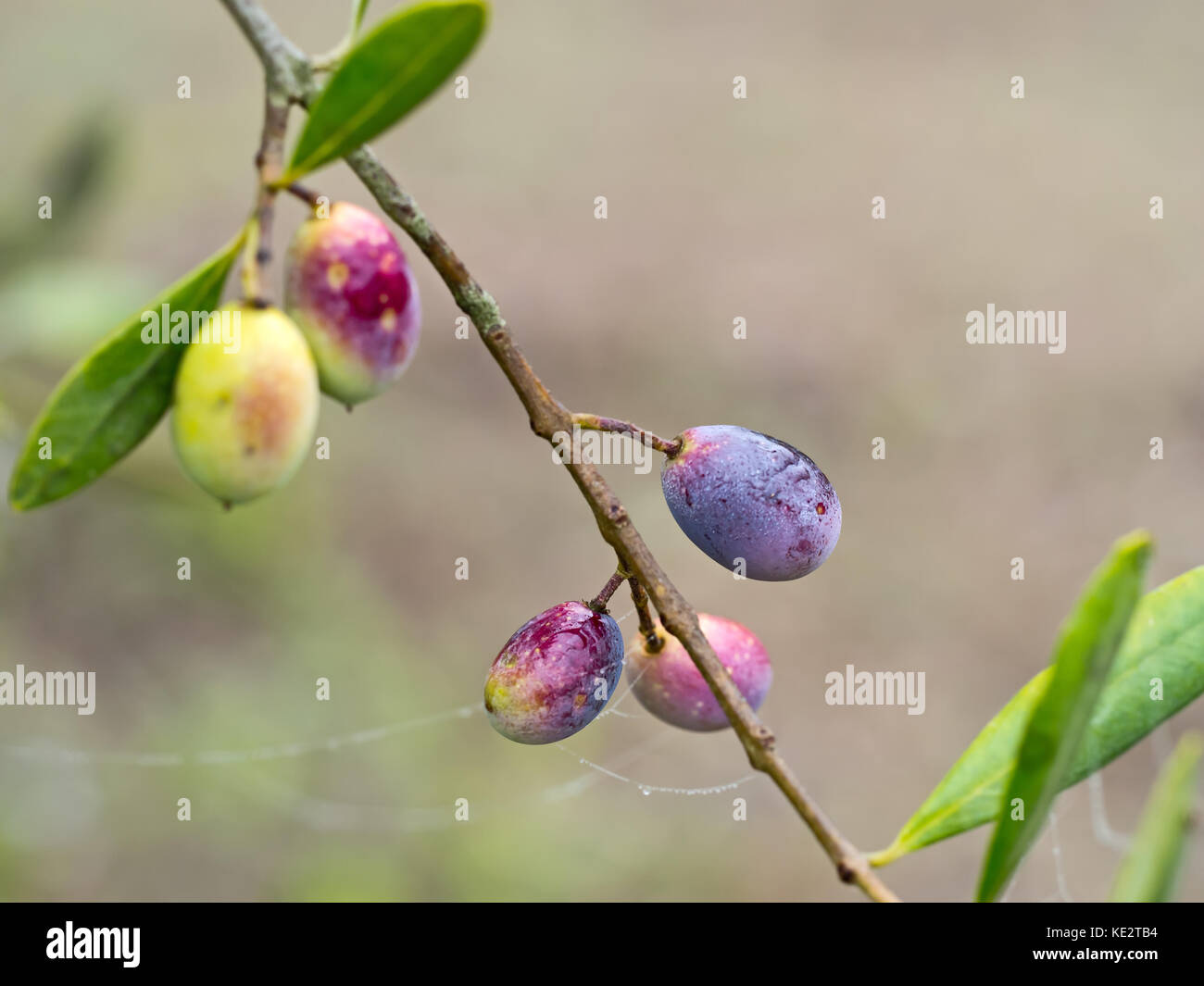 Dewy autumn morning in the Italian olive grove. Fruit just turning from green to black. Stock Photo