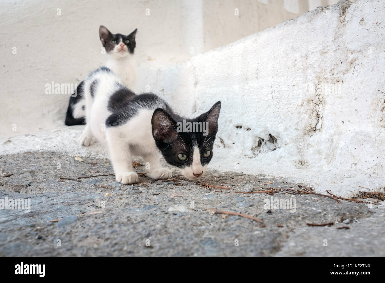 Greek cats, Ioulis, Kea, Greece Stock Photo