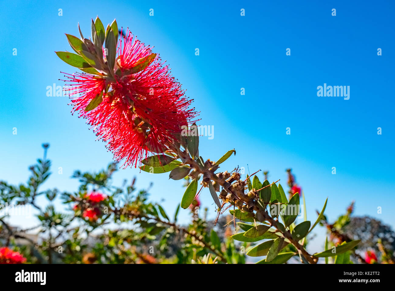 Bottle Brush Plant Stock Photo Alamy