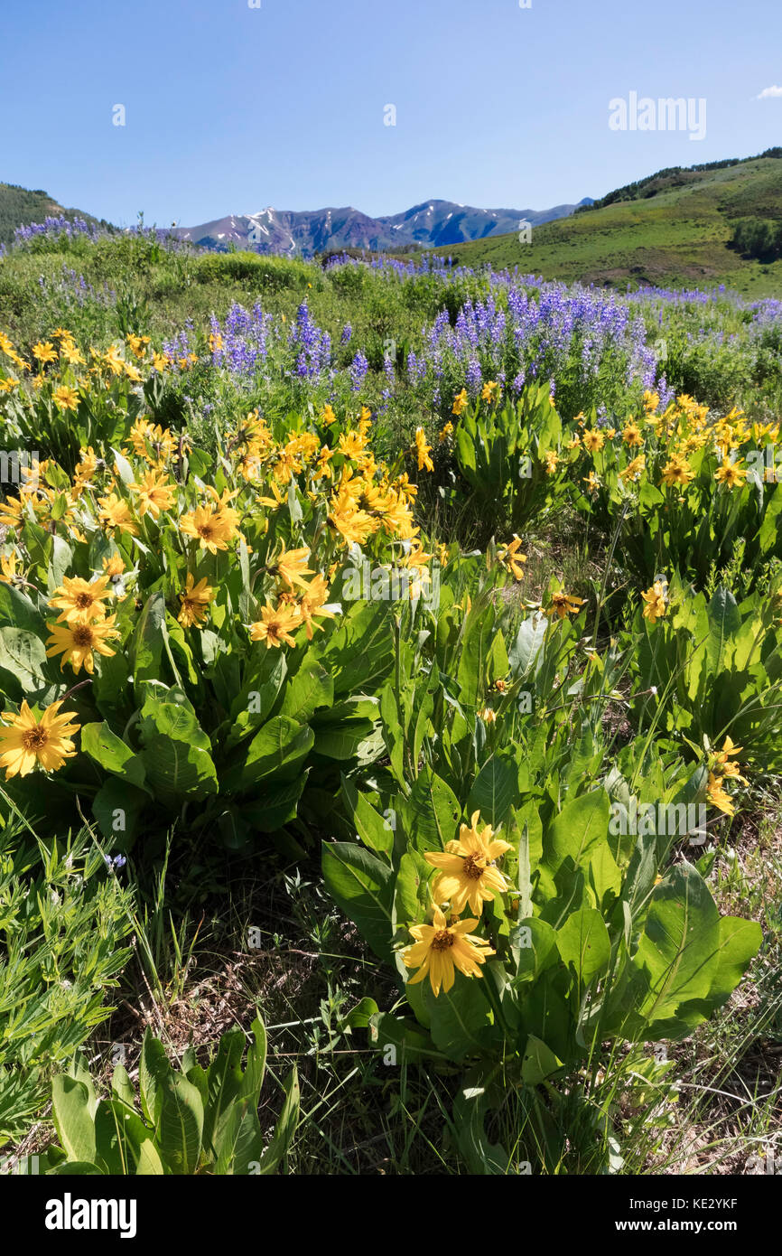 Aspen Sunflowes and Silvery Lupine cover the foothills of the Rocky Mountains, Coloraro, USA Stock Photo