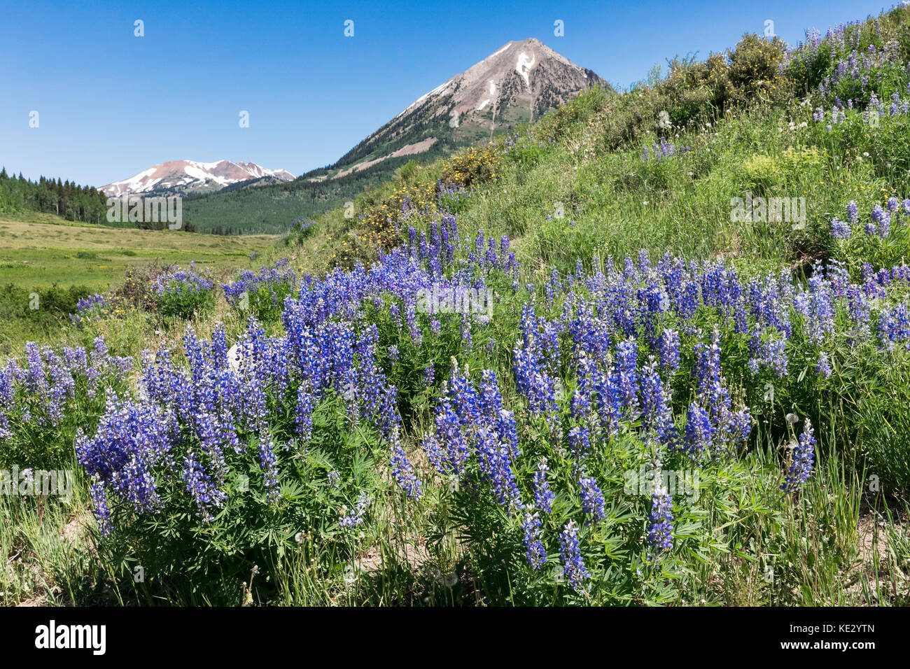 Silvery Lupine (Lupinus argenteus) covers the foothills of the Rocky Mountains, Colorado, USA. Stock Photo