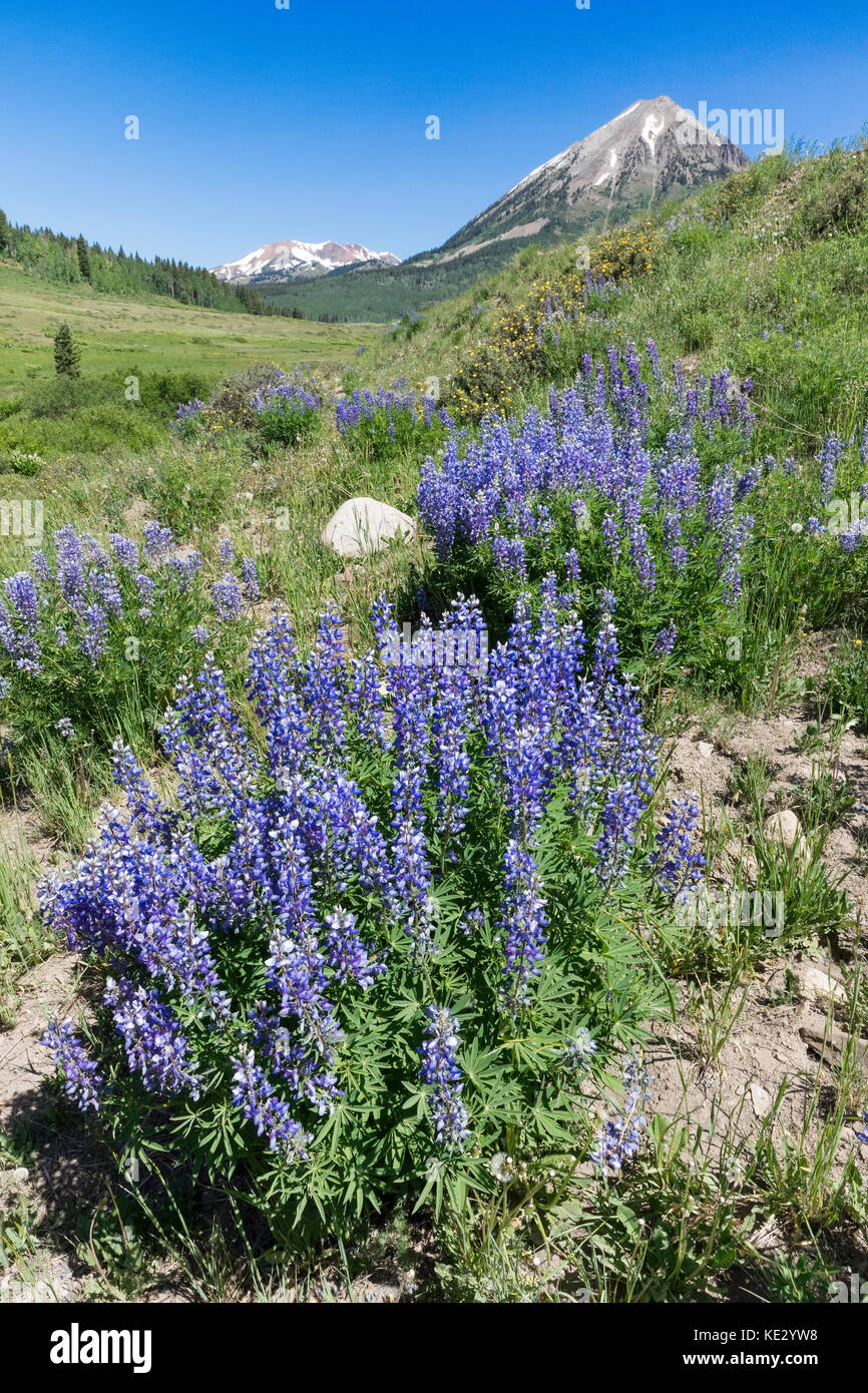 Silvery Lupine (Lupinus argenteus) covers the foothills of the Rocky Mountains, Colorado, USA Stock Photo