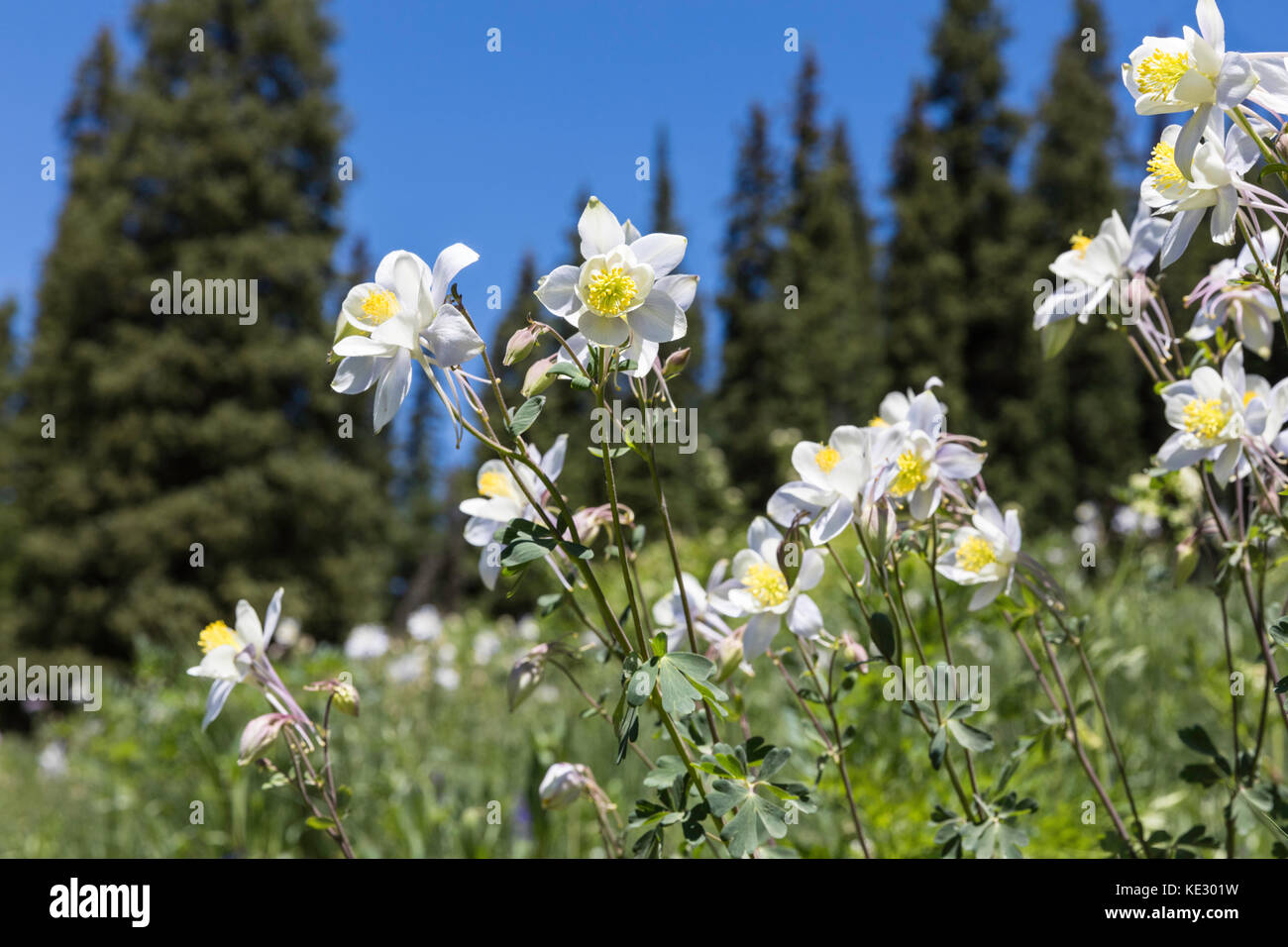 Columbine and Pine Trees, Colorado Stock Photo