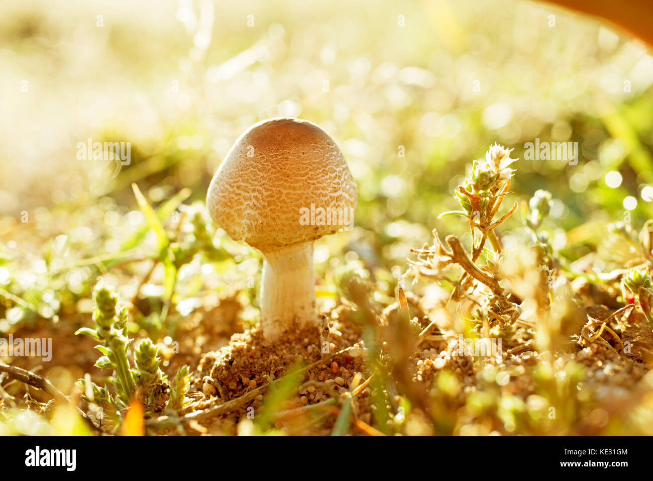 Close up of wild mushrooms in the steppe Stock Photo