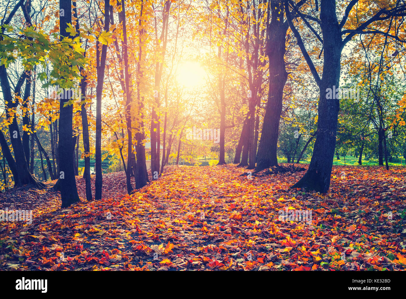 Sunny autumn in the park Stock Photo - Alamy