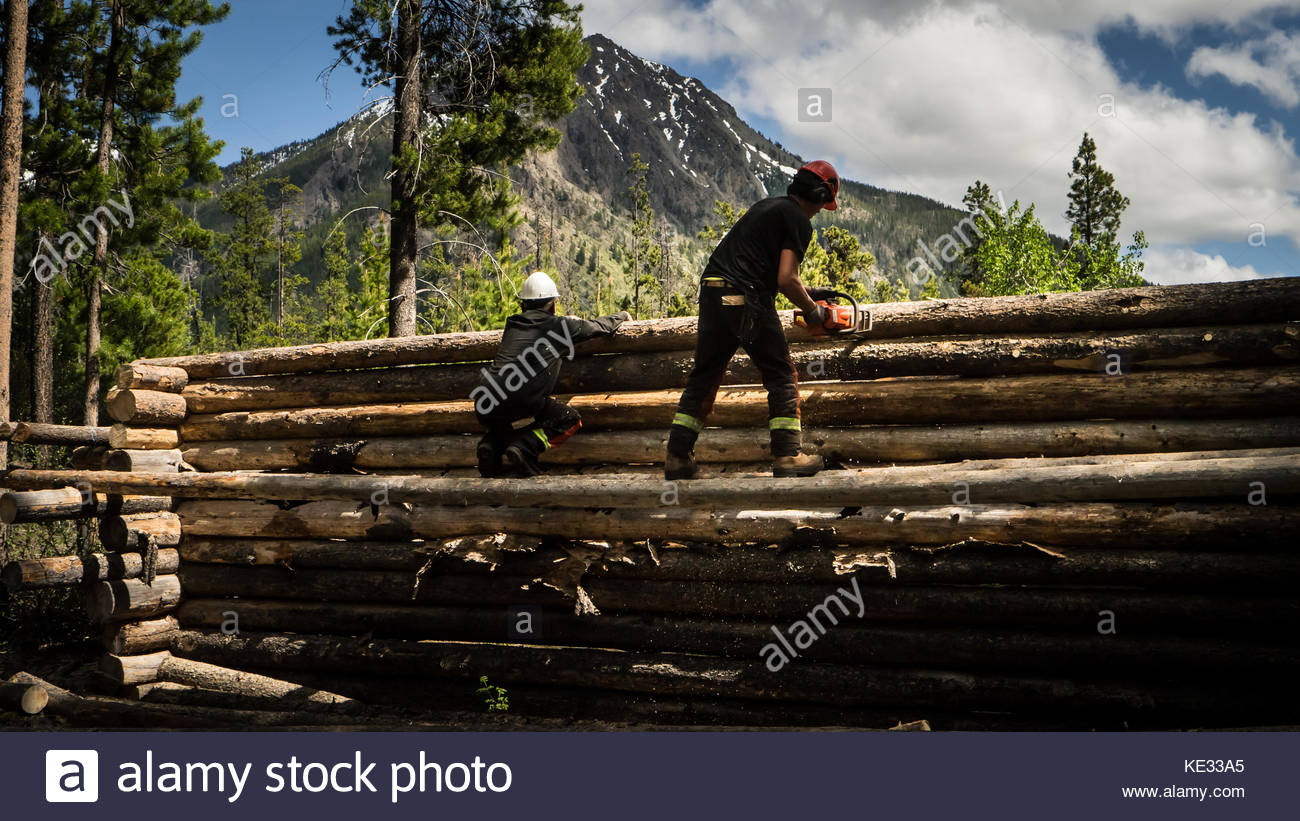 Natives Building A Log Cabin Out Of Lodgepole Pine Logs In The
