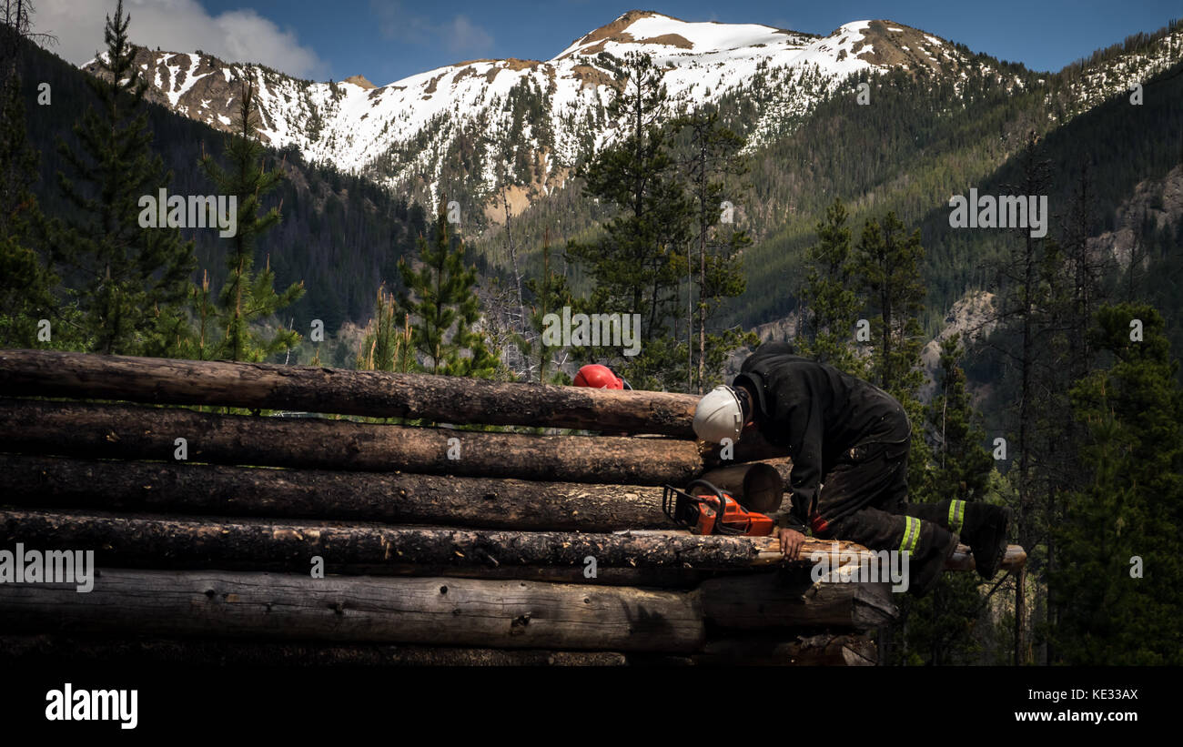 Natives building a log cabin out of Lodgepole Pine logs in the wilderness using simple tools and