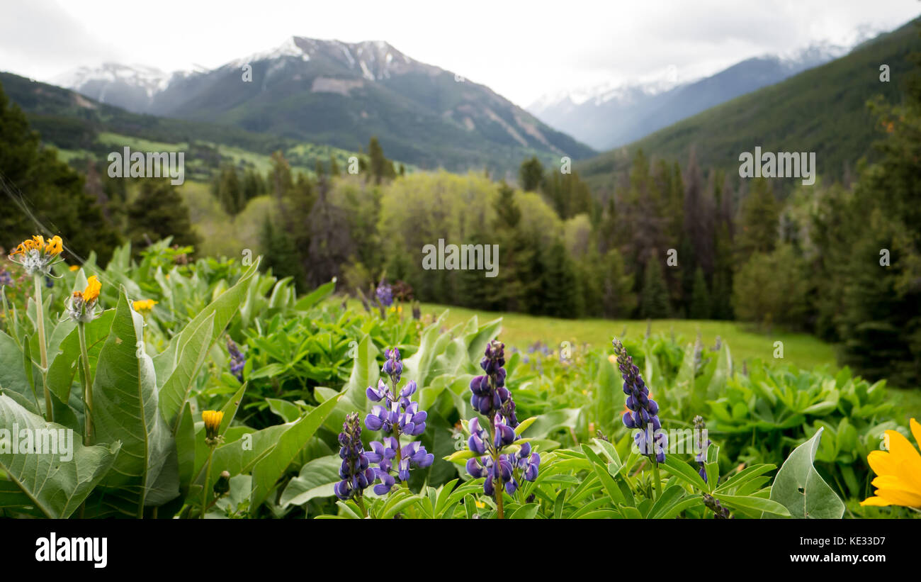 Close up of wild flowers (Lupines, Balsam Root) in an alpine meadow on a gloomy, rainy day - South Chilcotin Mountain Park, BC, Canada Stock Photo