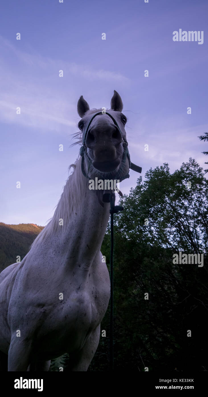 Alert, white horse, ears forward, waiting in the meadow, with horse bell on. Picture taking from frog perspective. Stock Photo