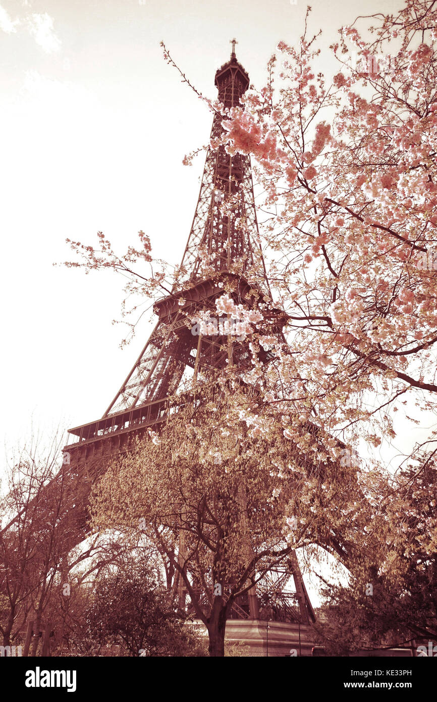 Eiffel tower and Cherry Blossoms Stock Photo