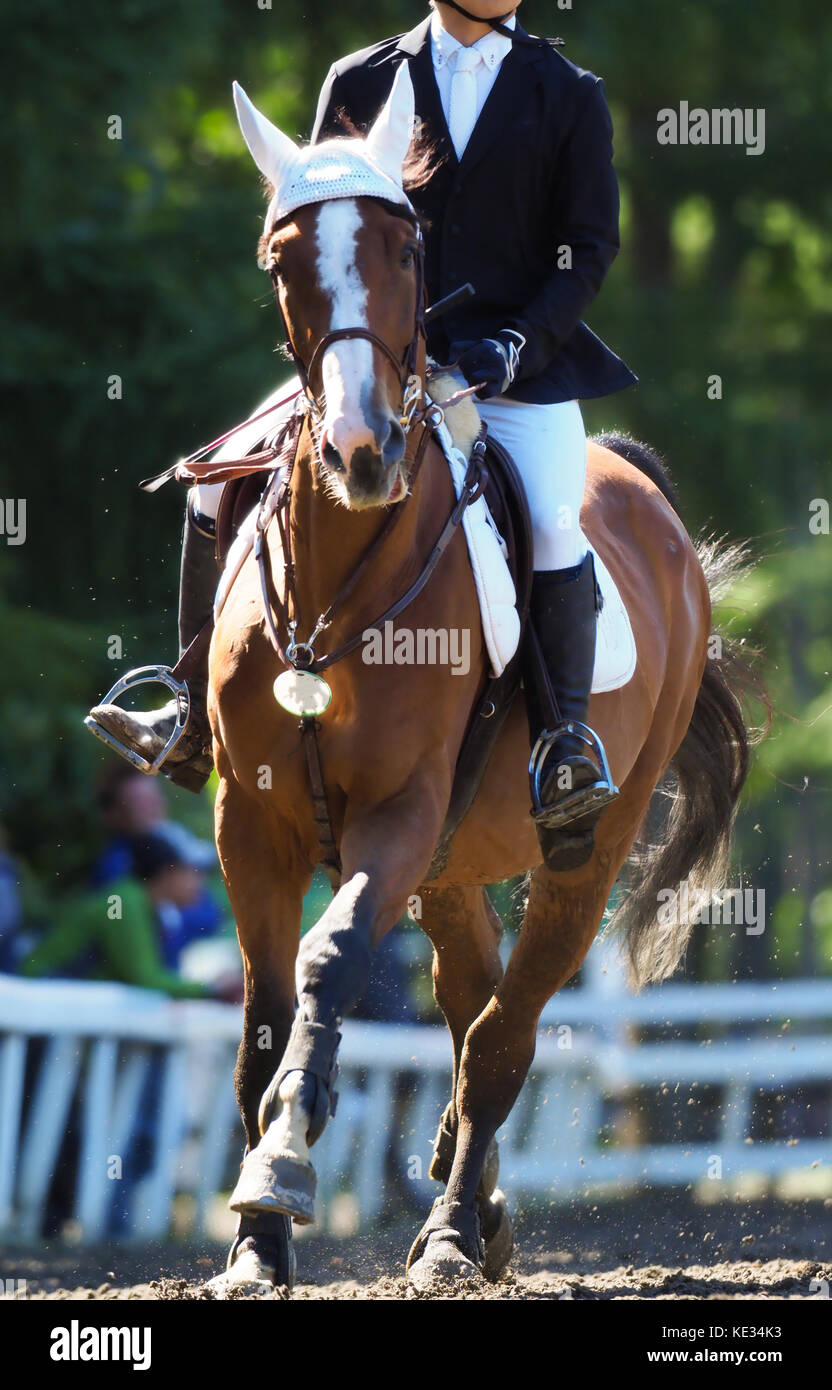 Equestrian lesson hi-res stock photography and images - Alamy