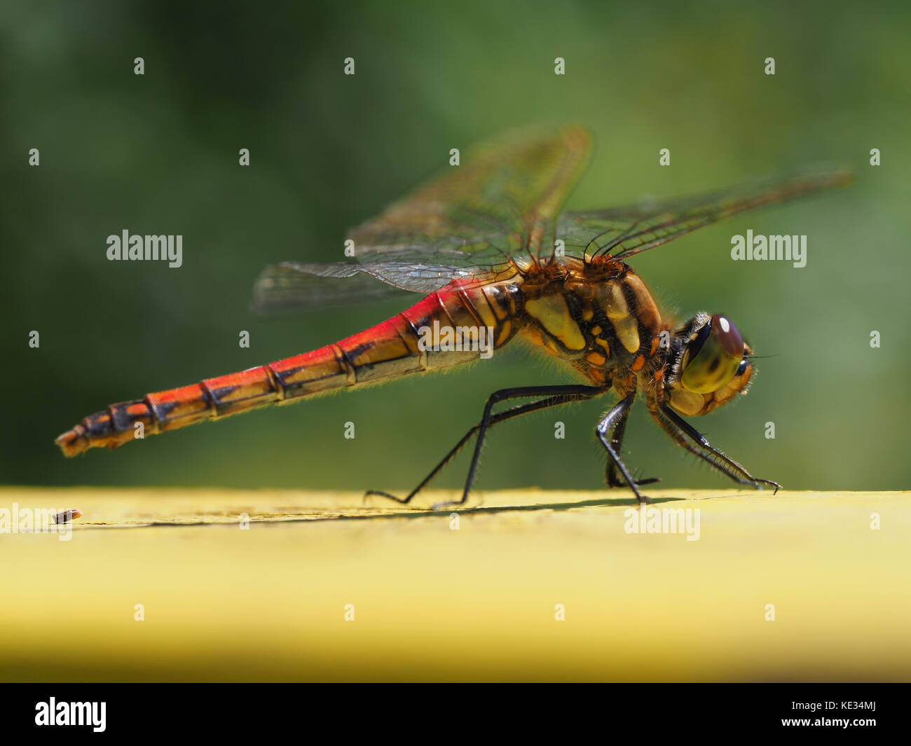 Red Dragonfly Stock Photo