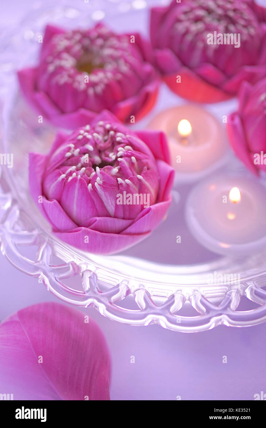 Lotus Flower and Floating Candle Stock Photo Alamy
