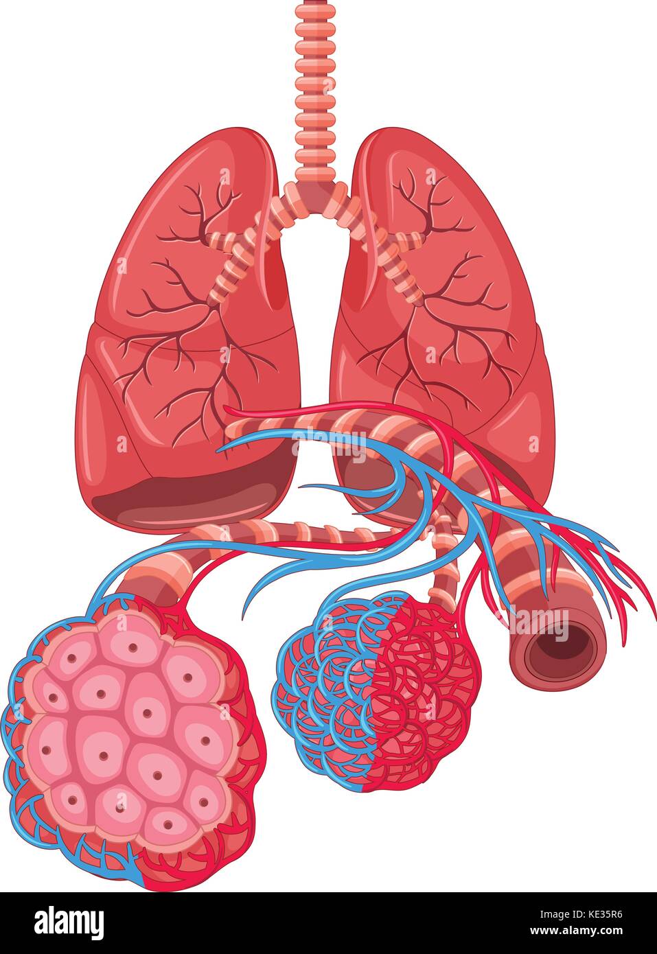 Diagram showing lung cancer illustration Stock Vector