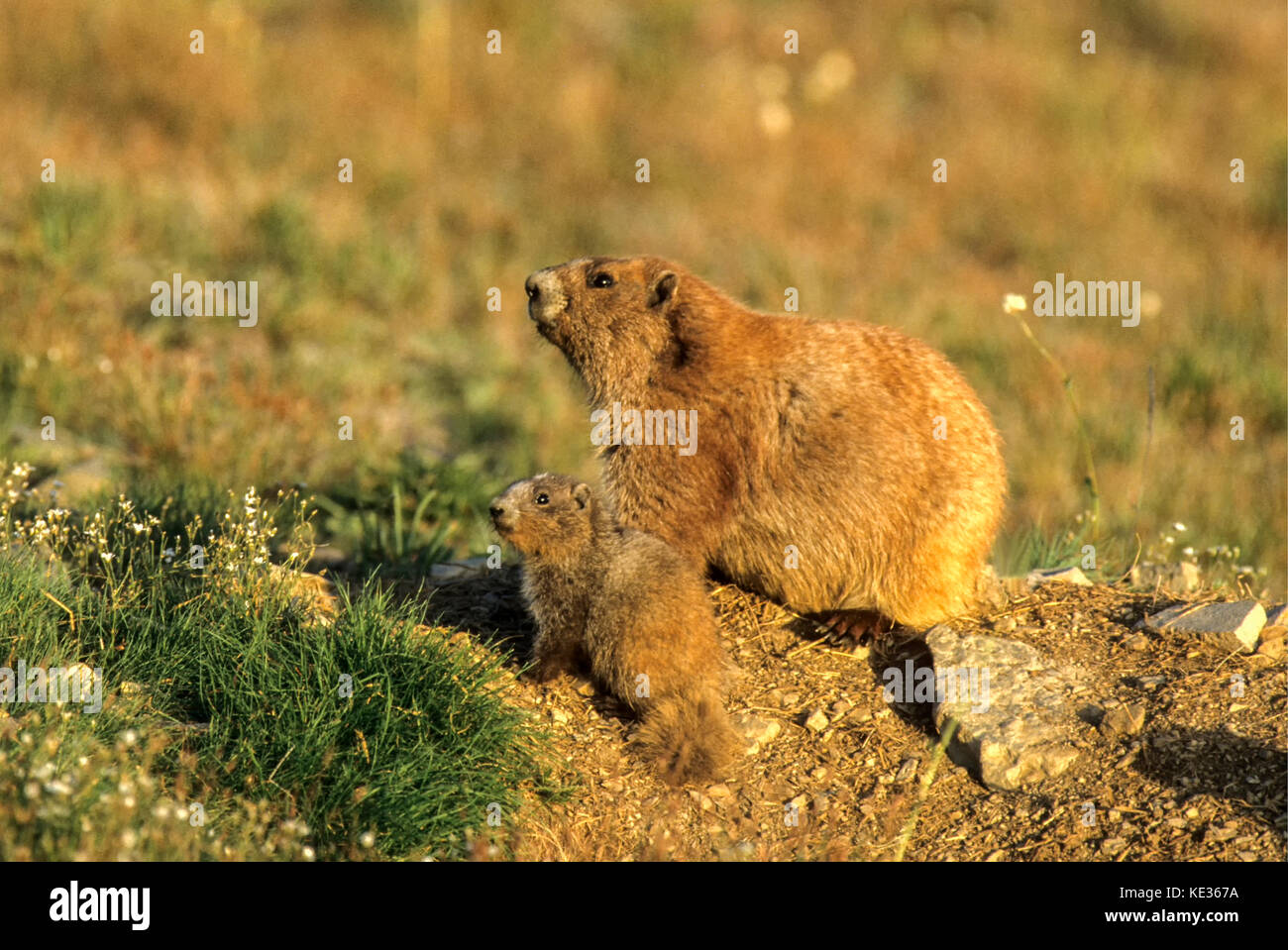 Olympic  marmots (Marmota olympus ) - adult and young Stock Photo