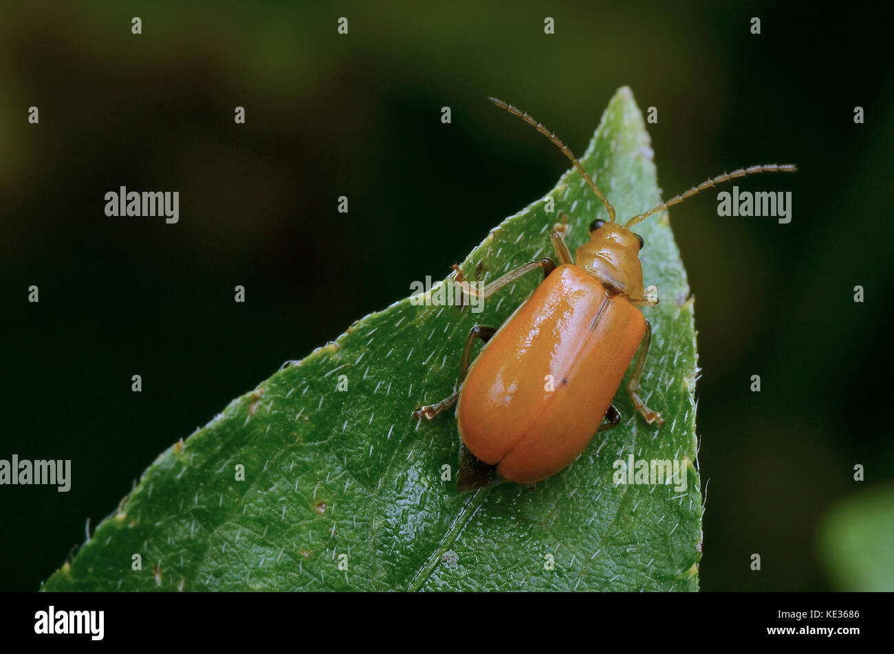 image of a yellow leaf beetle on green leaf Stock Photo - Alamy
