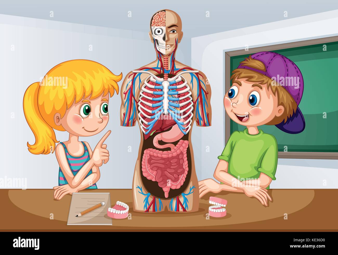 Students learning about human anatomy illustration Stock Vector Image ... Biology Diagrams