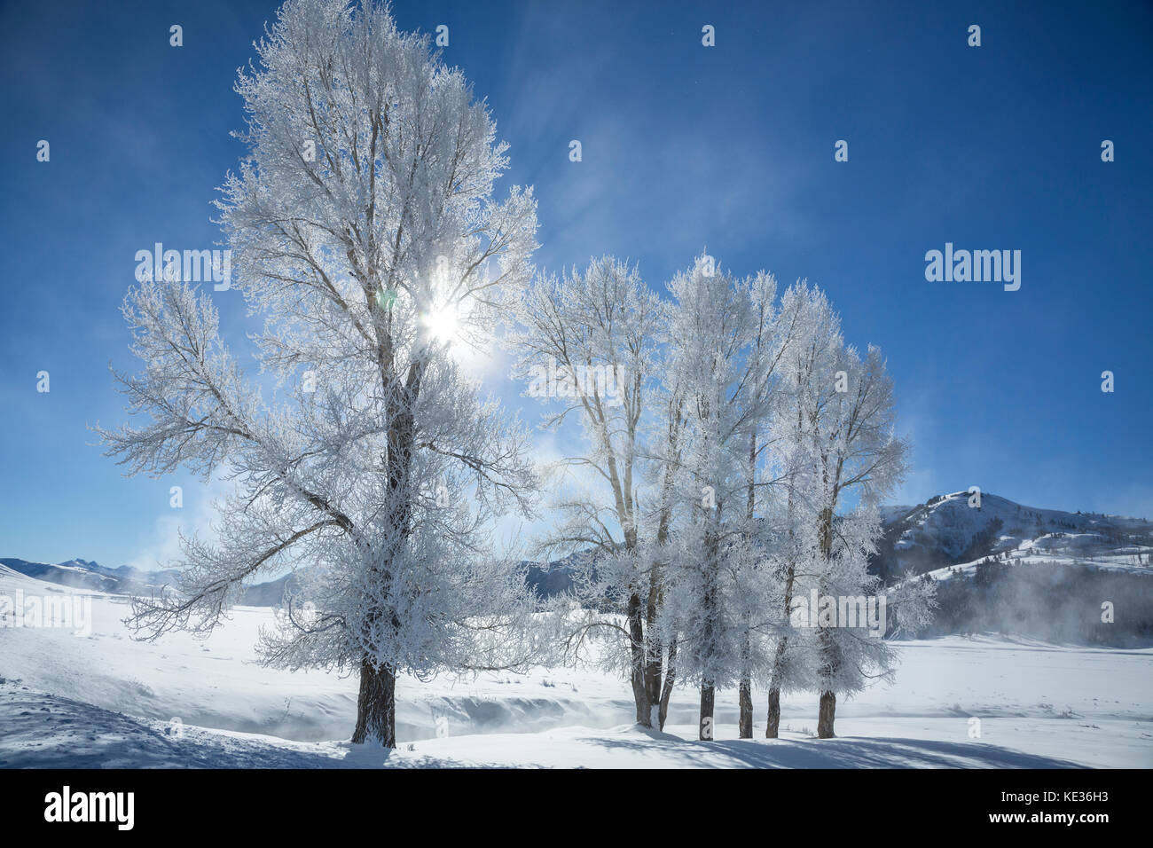 Frosty trees, Lamar Valley, Yellowstone National Park, Wyoming, USA Stock Photo