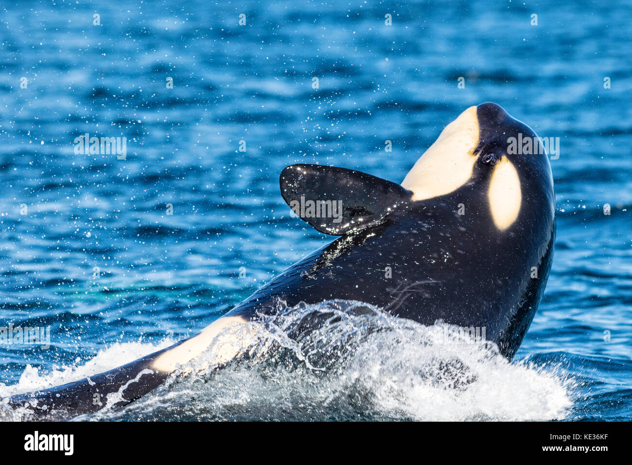 Northern resident killer whale breaching with open eye in front of Swanson Island off Northern Vancouver Island, British Columbia, Canada. Stock Photo