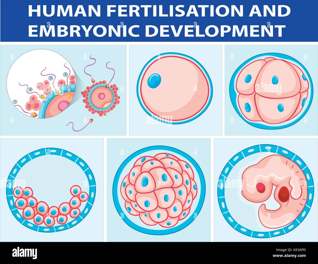 Diagram Showing Human Fertilisation And Embryonic Development Illustration Stock Vector Image