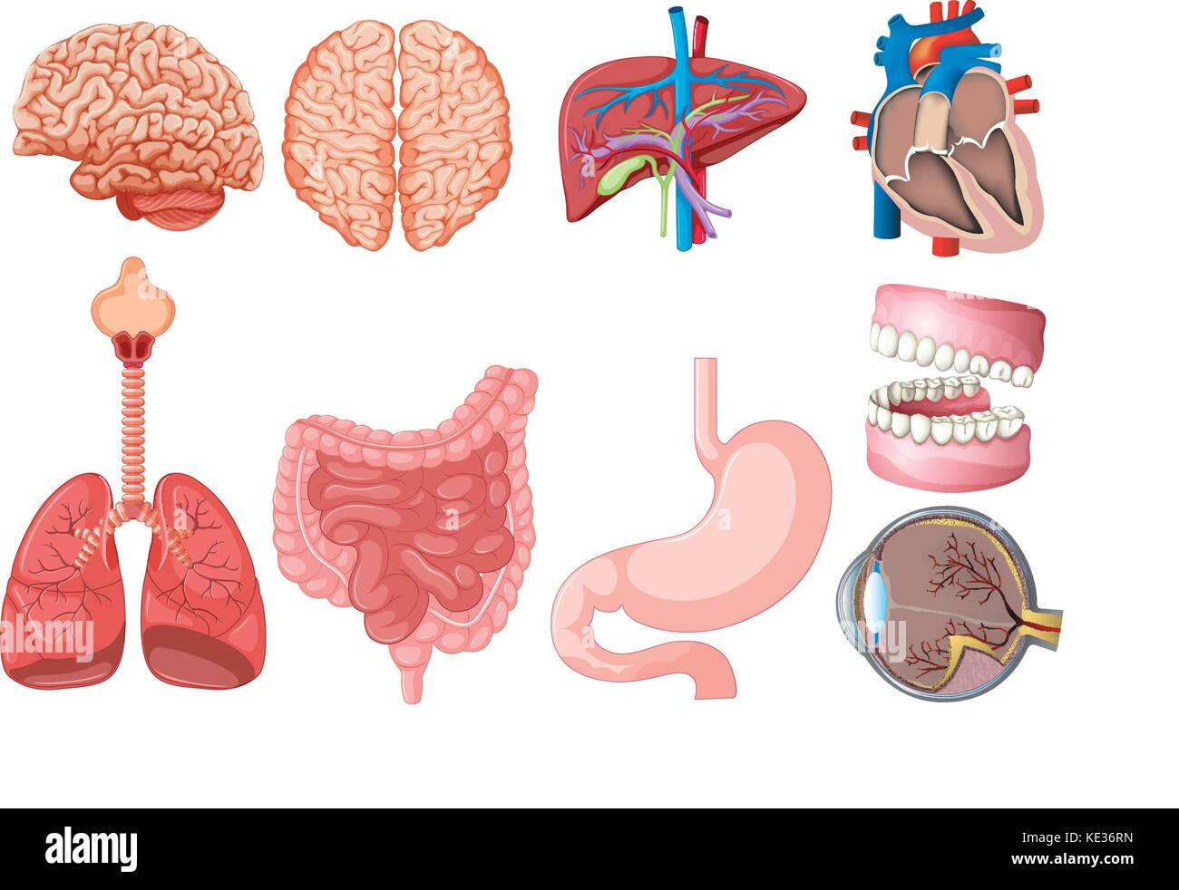 Human brain side diagram hi-res stock photography and images - Alamy