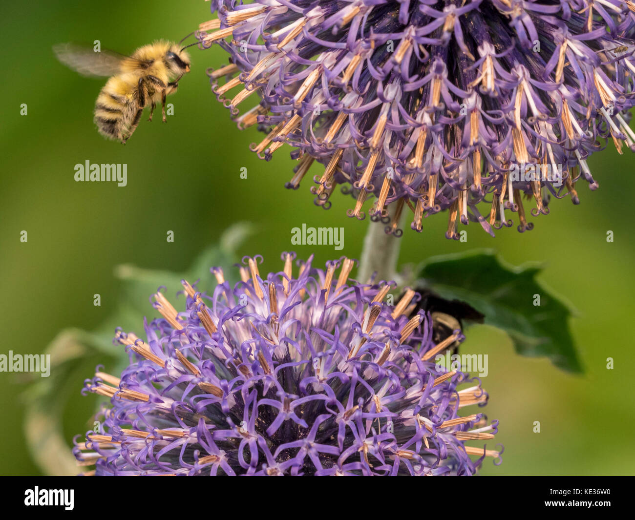 Bee (Anthophila Apoidea) by Ornamental Onion (Allium caeruleum) Stock Photo