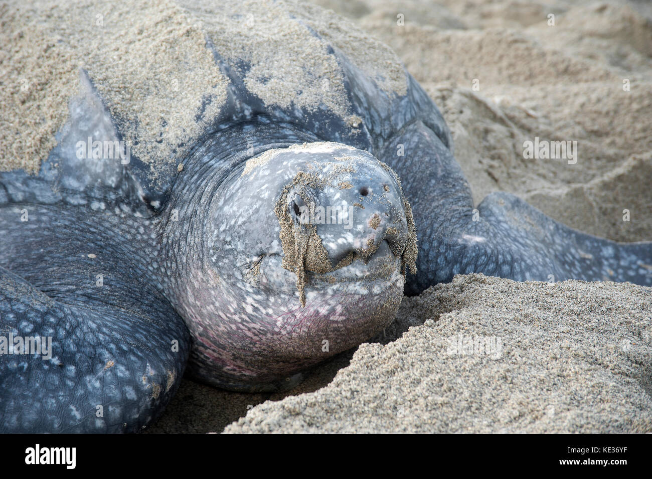 Nesting leatherback sea turtle (Dermochelys coriacea), Grande Riviere beach, Trinidad. Stock Photo