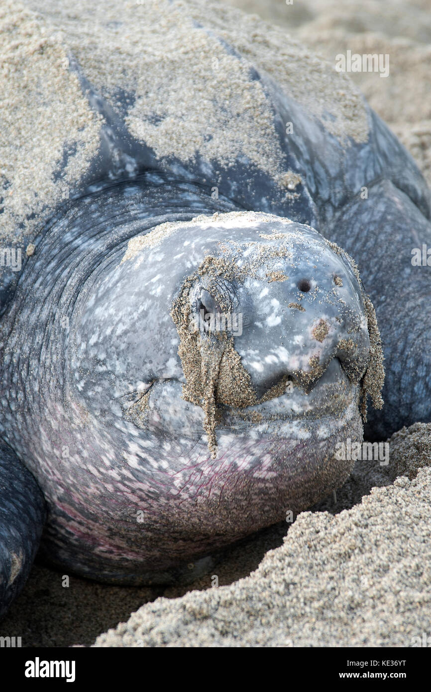 Nesting leatherback sea turtle (Dermochelys coriacea), Grande Riviere