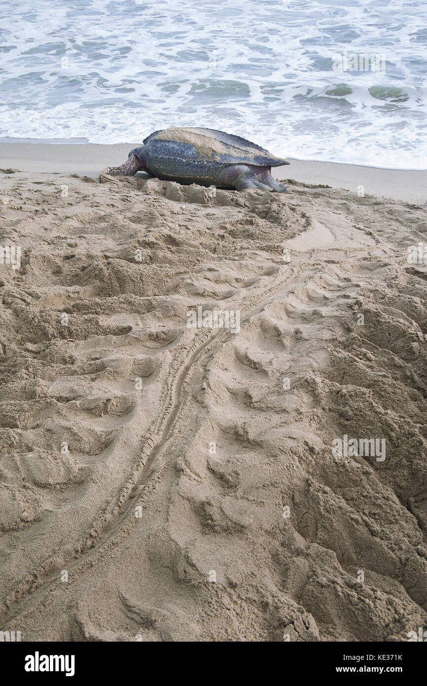 Nesting leatherback sea turtle (Dermochelys coriacea), Grande Riviere