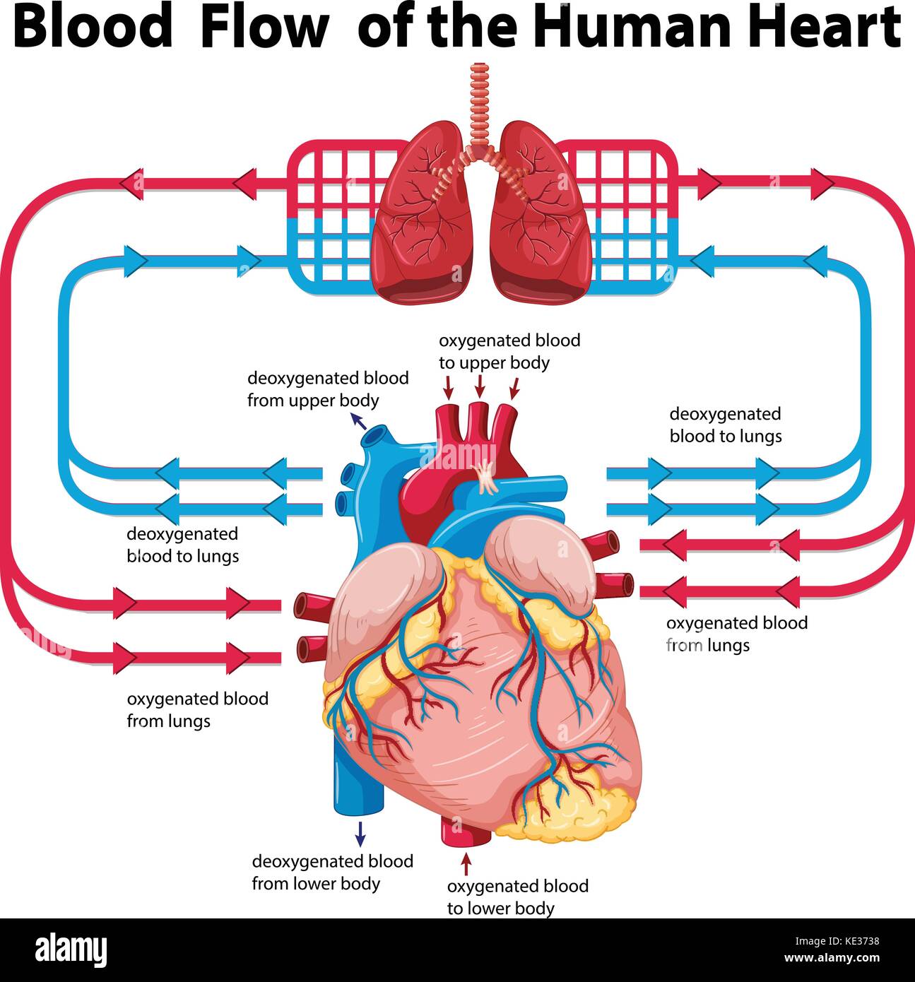 Diagram showing blood flow of human heart illustration ...