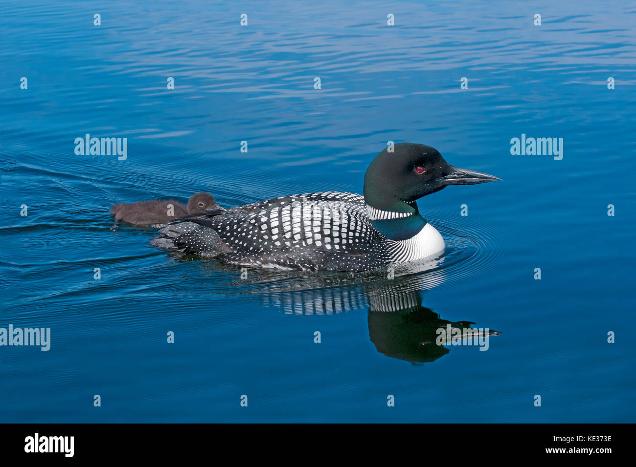 Adult common loon (Gavia immer) and chick(s), central Alberta, Canada Stock Photo