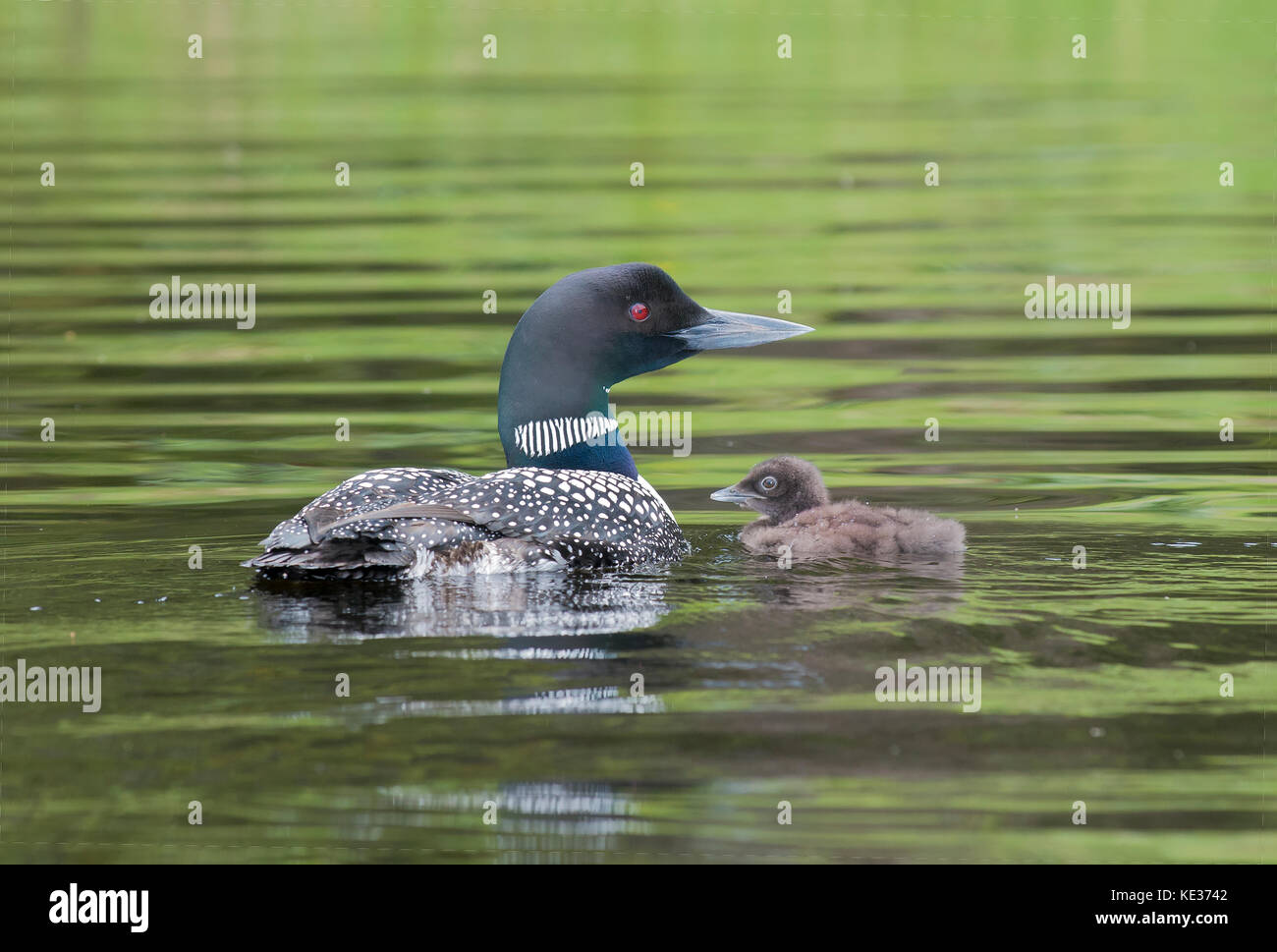 Adult common loon (Gavia immer) and chick(s), central Alberta, Canada Stock Photo
