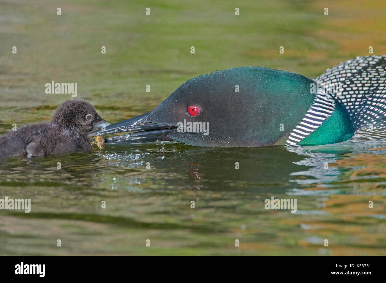 Adult common loon (Gavia immer) feeding two-week old chick, central Alberta, Canada Stock Photo