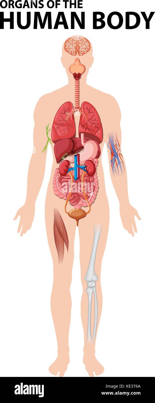 Human Body Organs Diagram High Resolution Stock Photography And Images Alamy