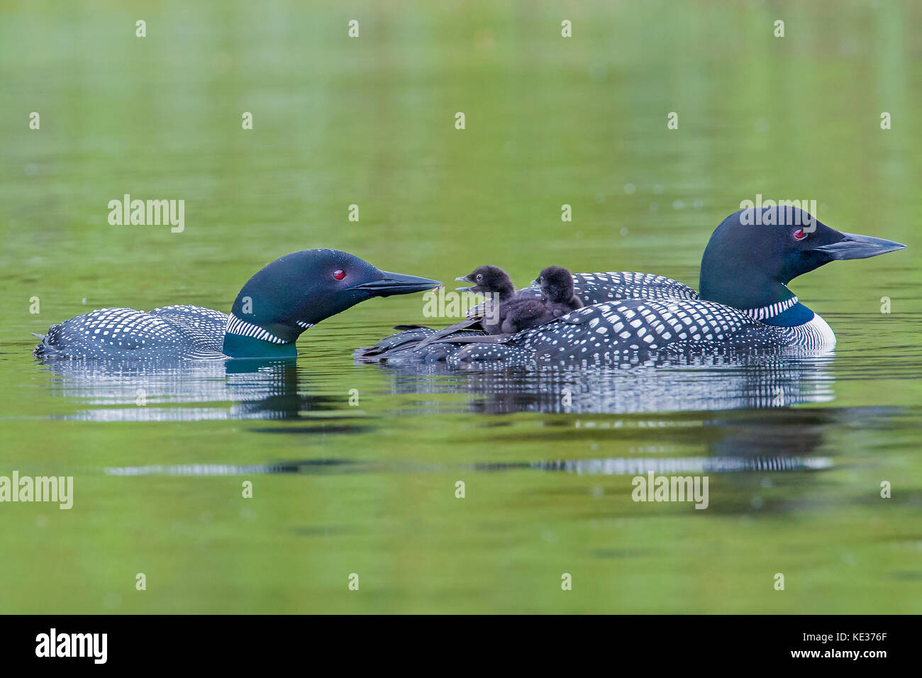Adult common loons (Gavia immer) feeding two-week old chicks, central Alberta, Canada Stock Photo