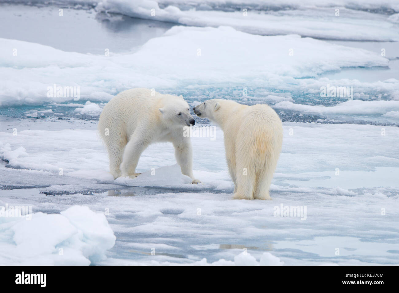 Adult female polar bears (Ursus maritimus) interacting on the sea ice, Svalbard Archipelago, Arctic Norway Stock Photo
