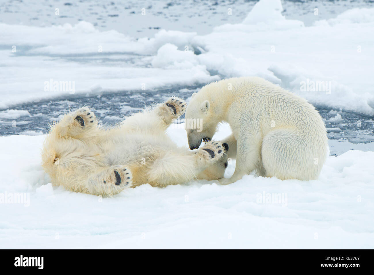 Adult female polar bears (Ursus maritimus) interacting on the sea ice, Svalbard Archipelago, Arctic Norway Stock Photo