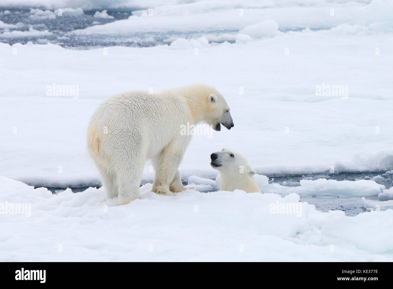 Adult female polar bears (Ursus maritimus) interacting on the sea ice, Svalbard Archipelago, Arctic Norway Stock Photo