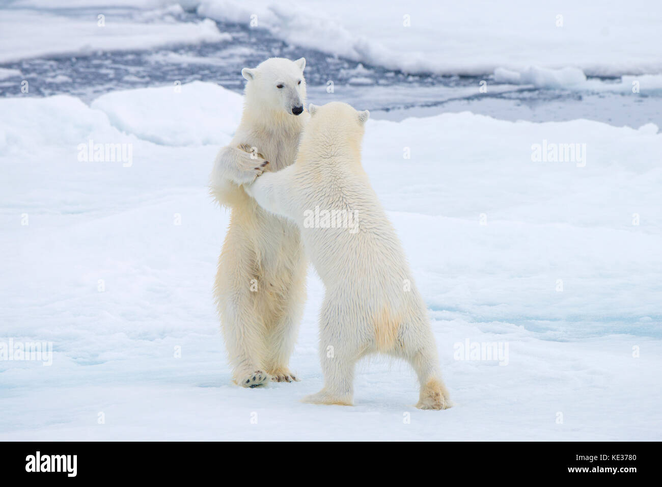 Adult female polar bears (Ursus maritimus) interacting on the sea ice, Svalbard Archipelago, Arctic Norway Stock Photo
