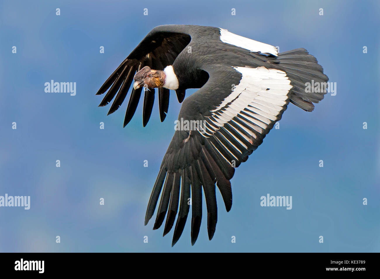 Adult male Andean condor (Vultur gryphus), Torres del Paine National Park, southern Patagonia, Chile Stock Photo