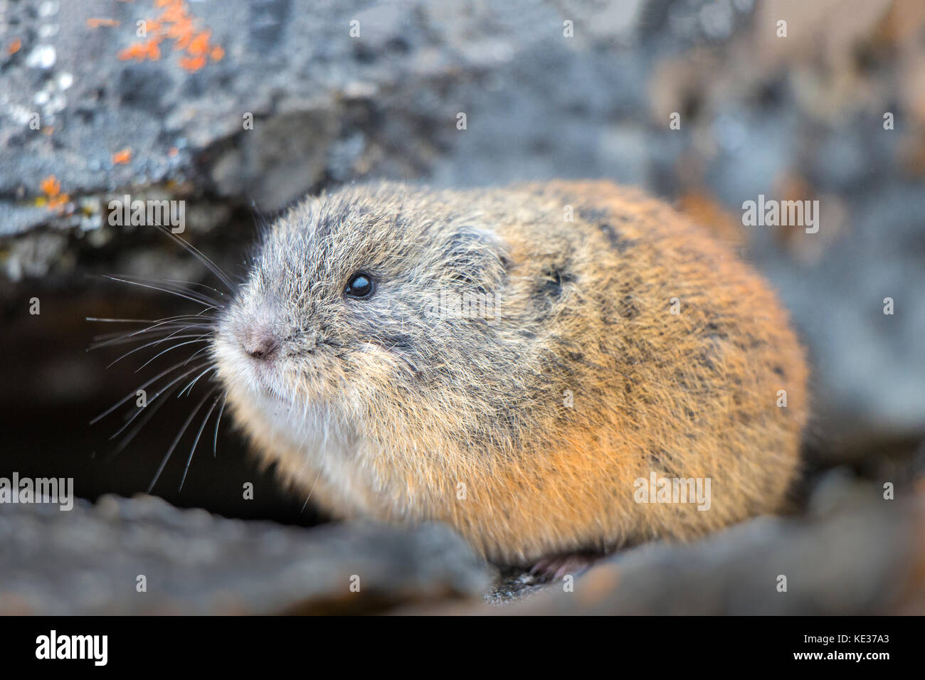 Lemming winter hi-res stock photography and images - Alamy