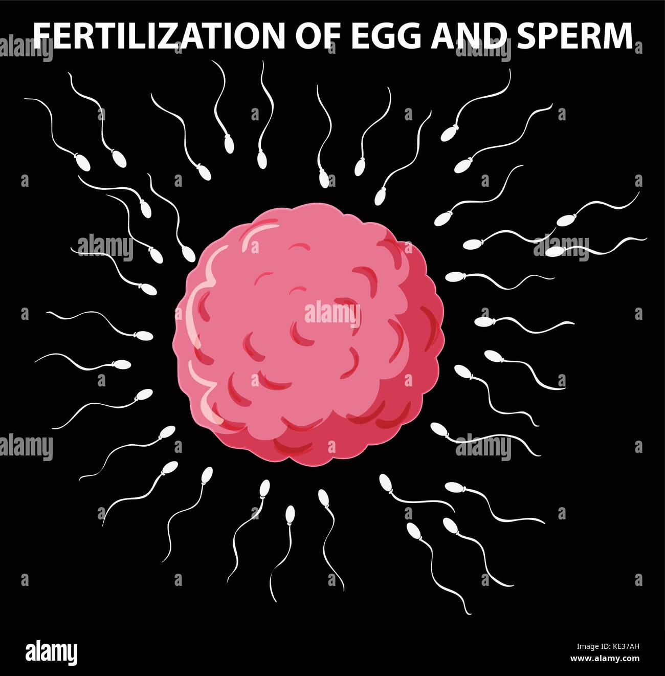 Male female reproductive organs hi-res stock photography and images - Alamy