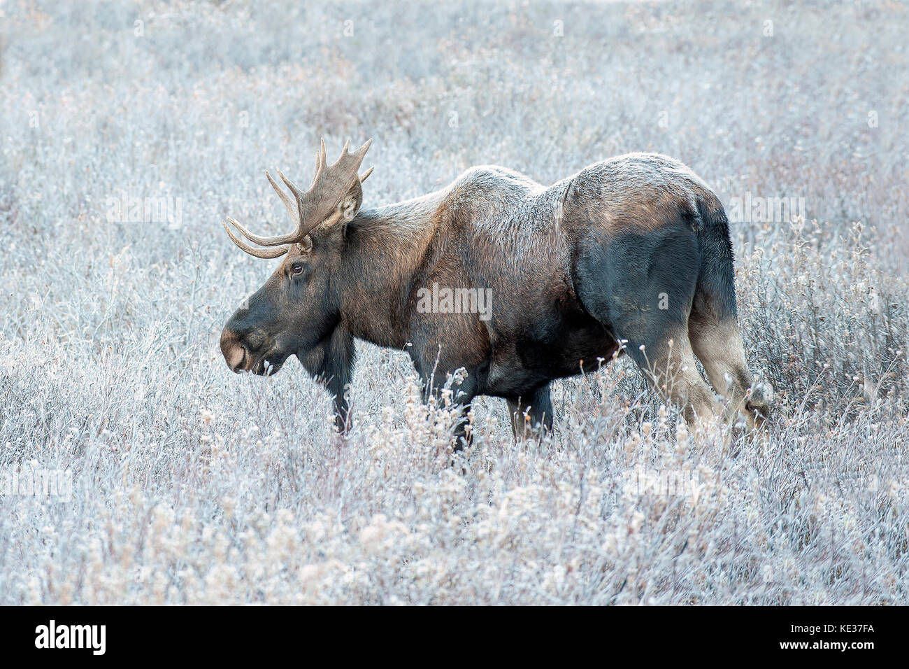 Adult bull moose (Alces alces), canadian Rockies, Alberta Stock Photo
