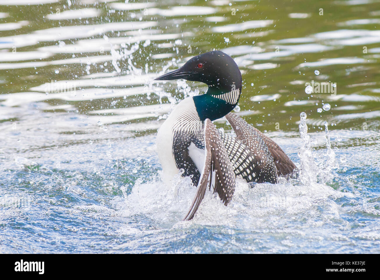 Adult common loon (Gavia immer) 'penguin dance', performed during periods of high anxiety, central Alberta, Canada Stock Photo