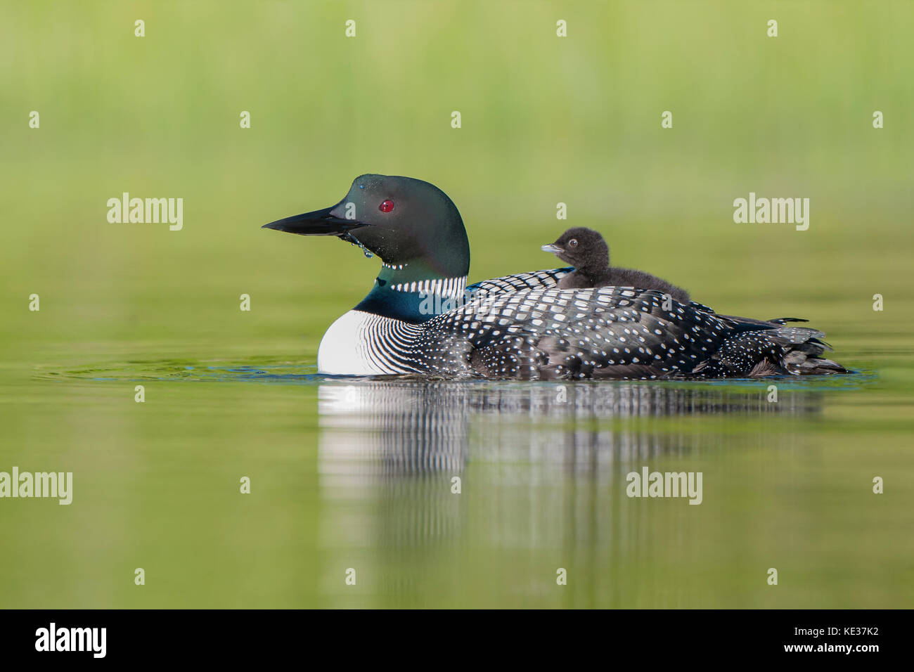 Adult common loon (Gavia immer) and chick back-riding as they do for the first two weeks after hatching, central Alberta, Canada Stock Photo