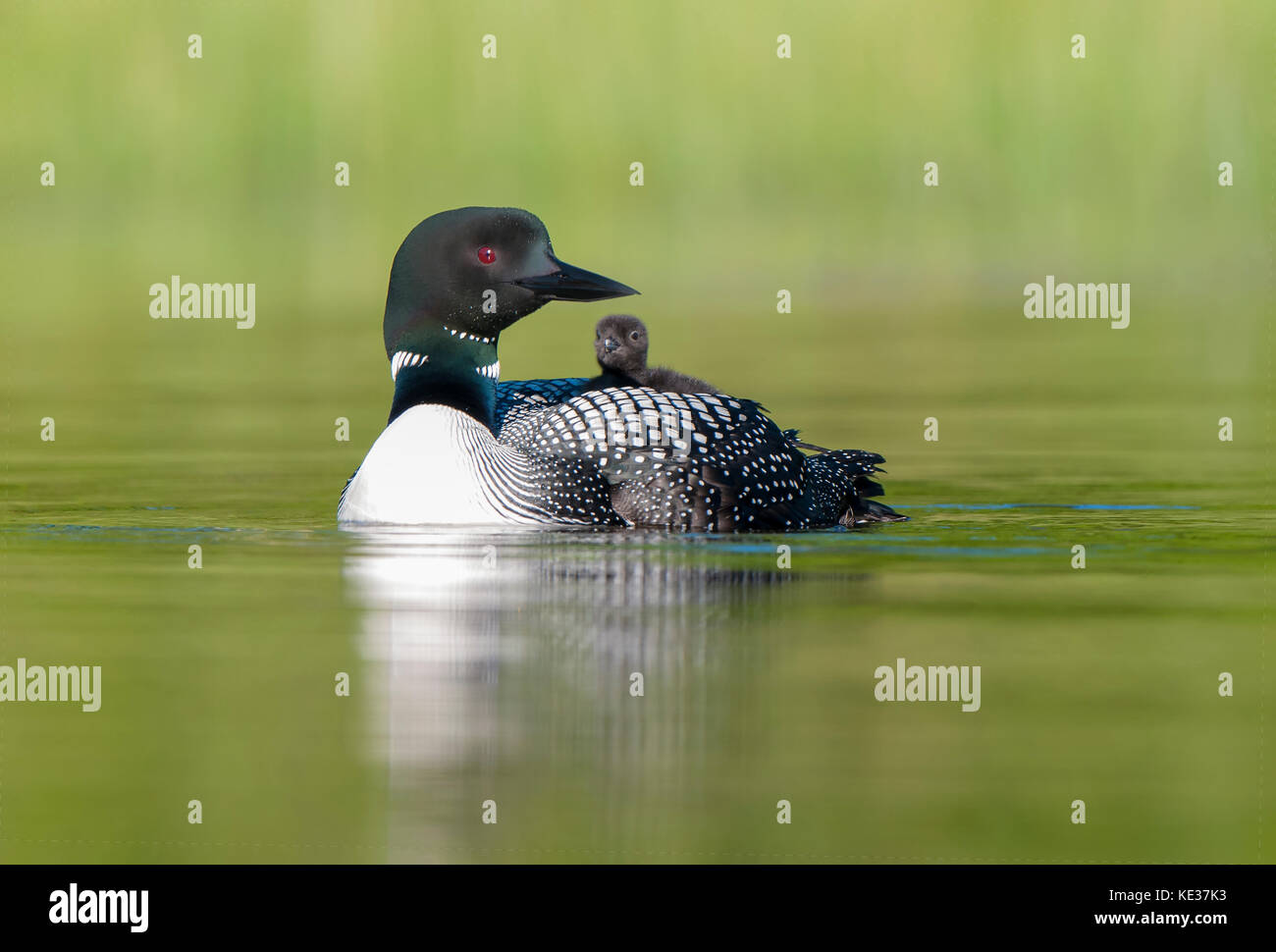 Adult common loon (Gavia immer) and chick back-riding as they do for the first two weeks after hatching, central Alberta, Canada Stock Photo