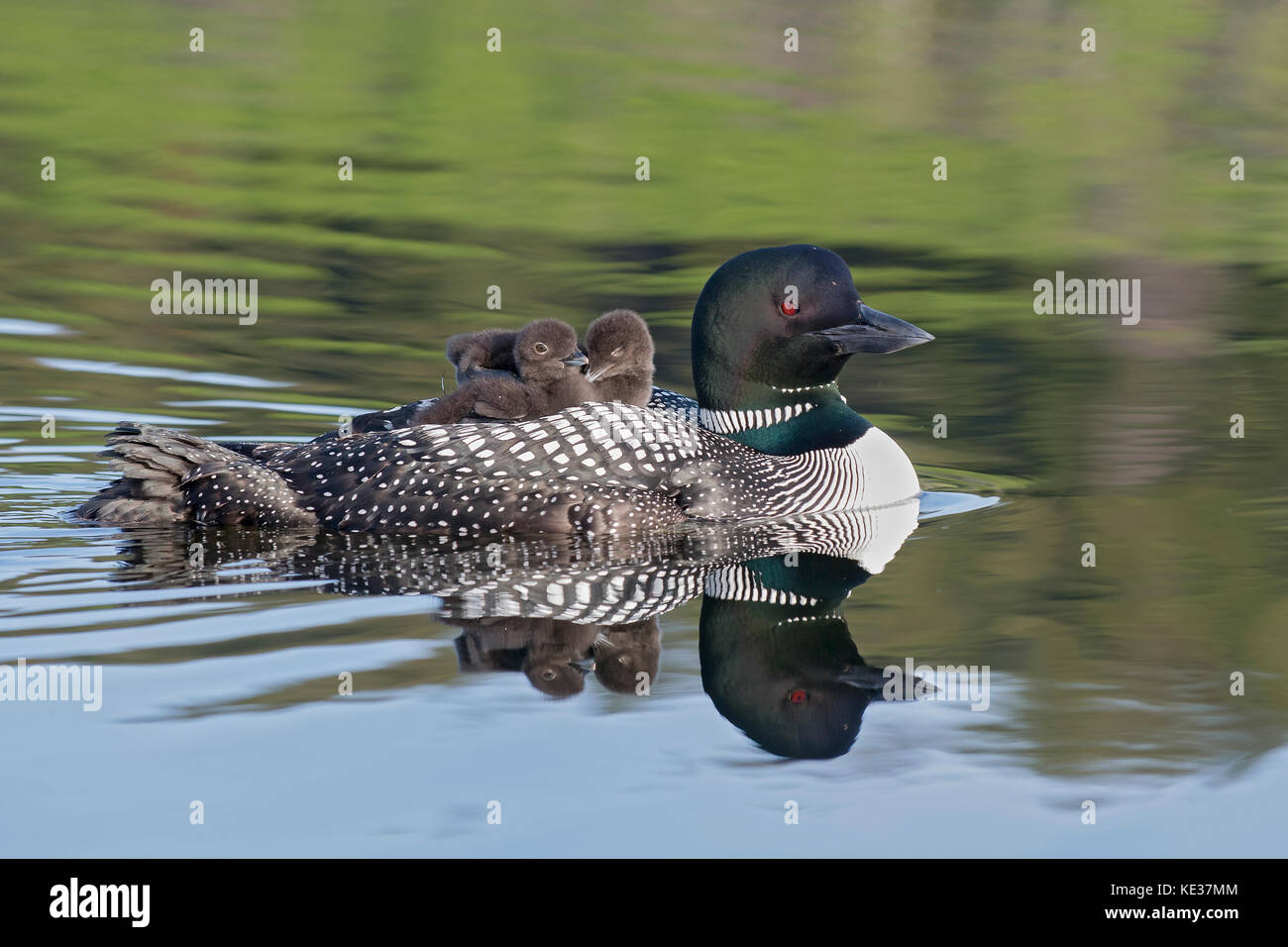 Adult common loon (Gavia immer) and chicks back-riding as they do for the first two weeks after hatching, central Alberta, Canada Stock Photo